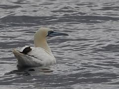 Gannet