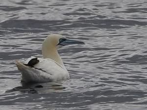 Gannet