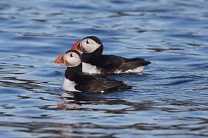 Puffins