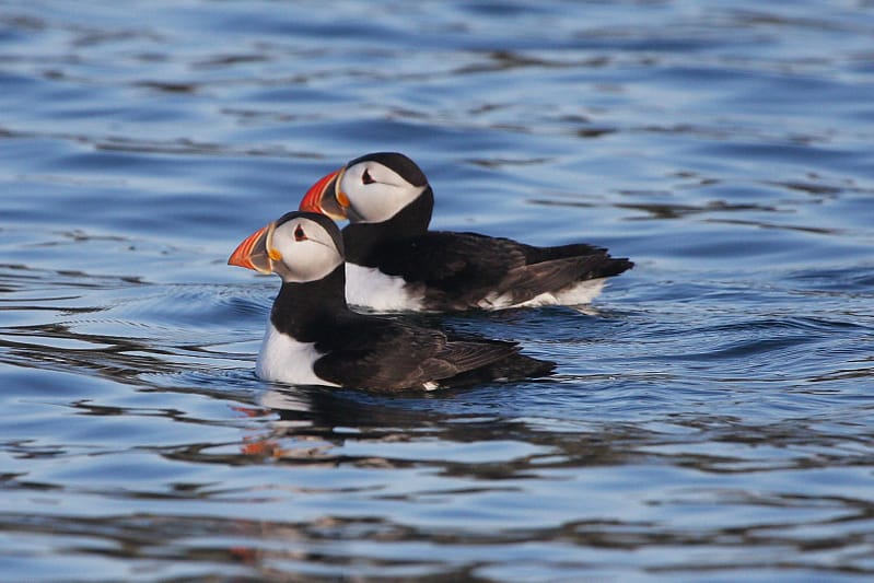Puffins